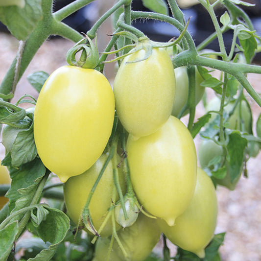 Cream Sausage Tomato Seeds