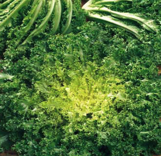Riccia Cuor D'Oro Endive Seeds