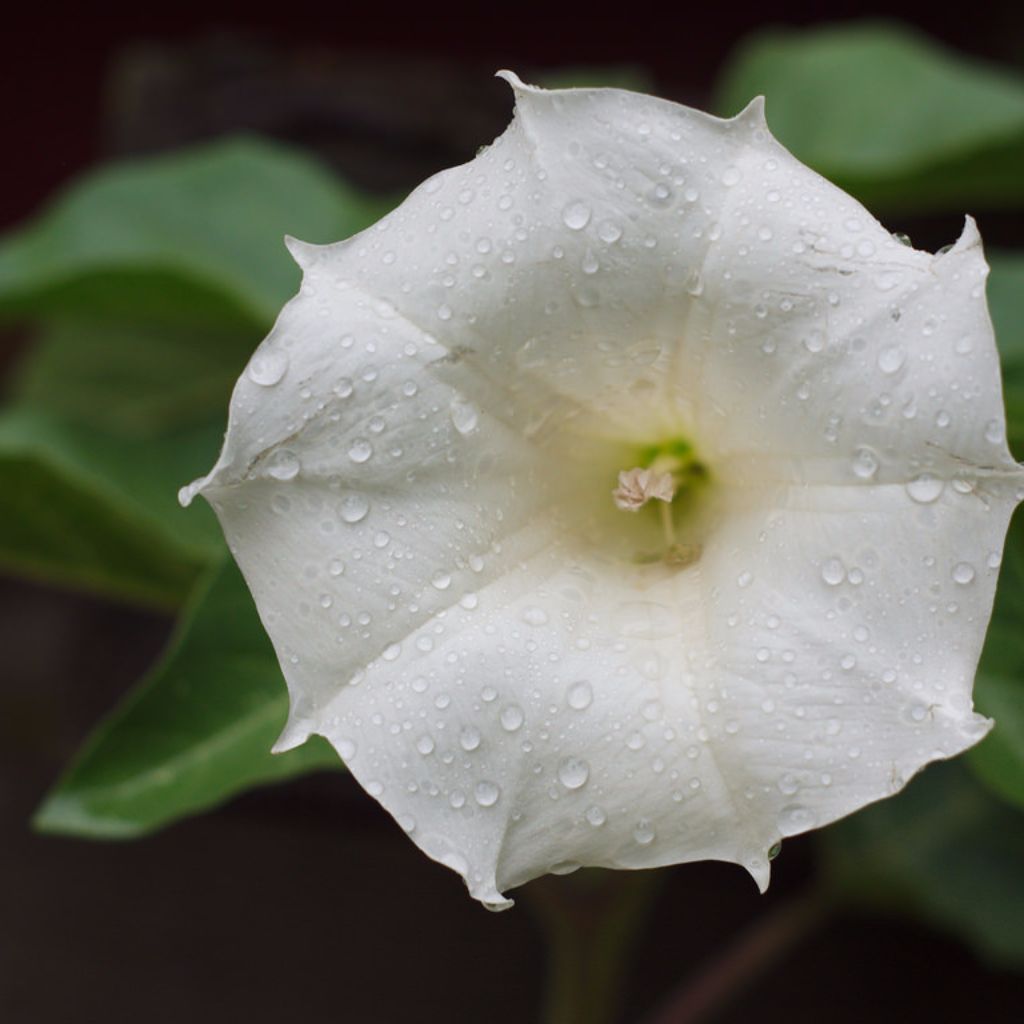 moon flower seeds for sale Moonflower Seeds (Datura inoxia) **SALE**