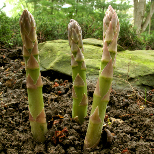 Mary Washington Asparagus Seeds