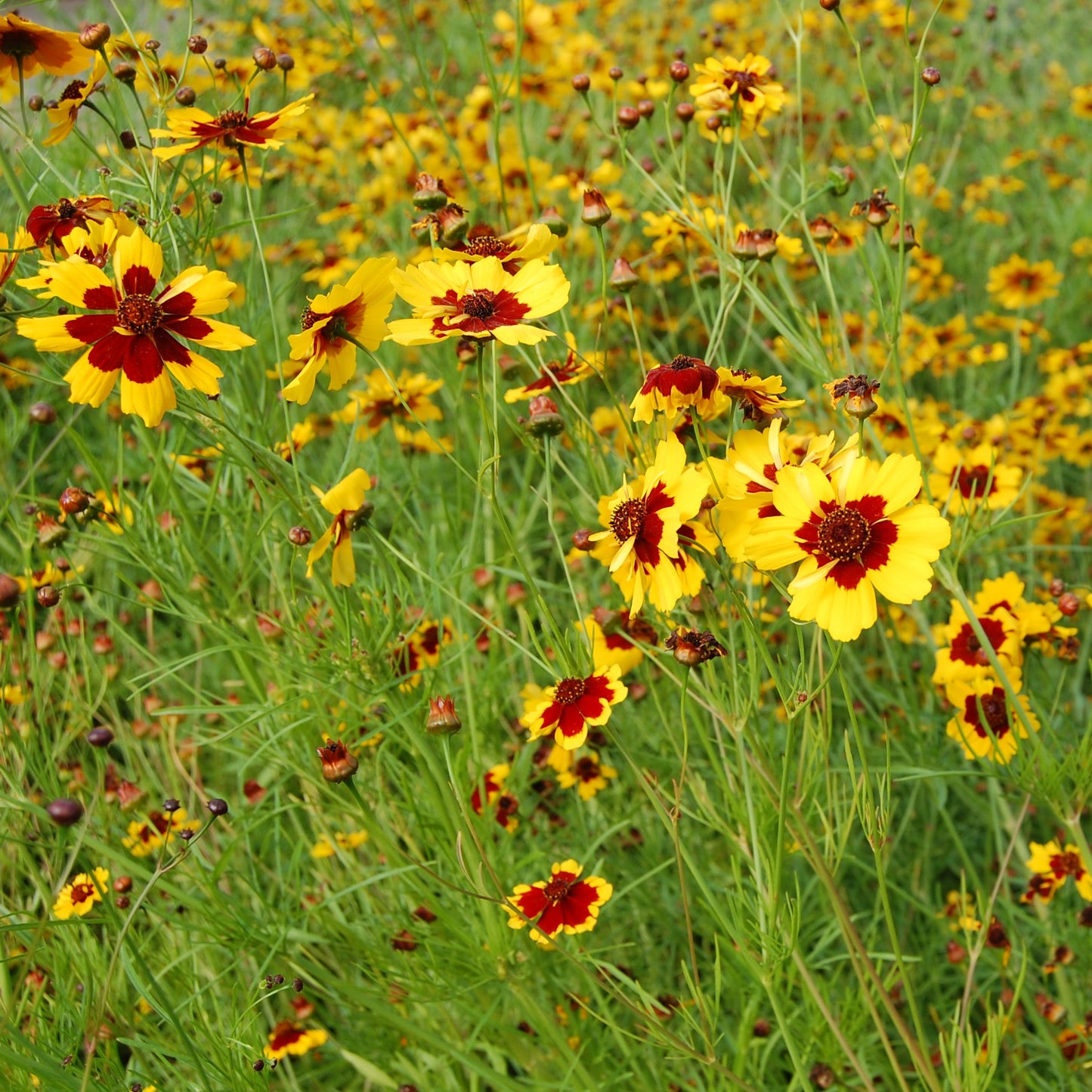Coreopsis Seeds (Coreopsis tinctoria)