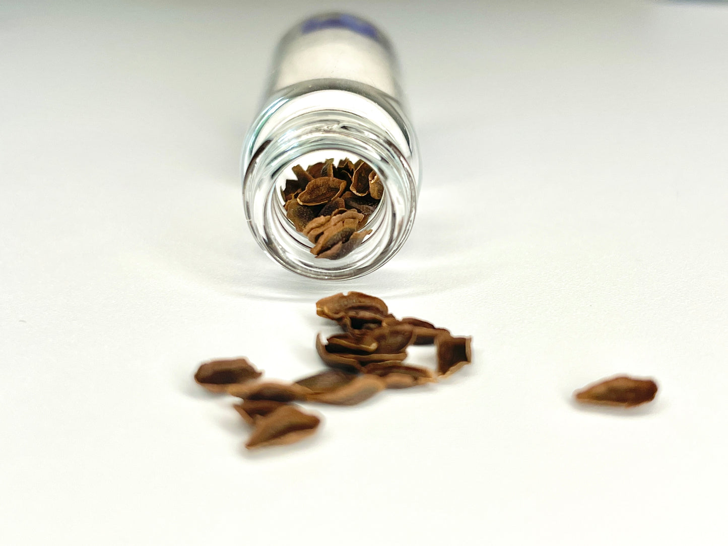 Sunset Flower Milkweed Seeds (Asclepias currassavica)