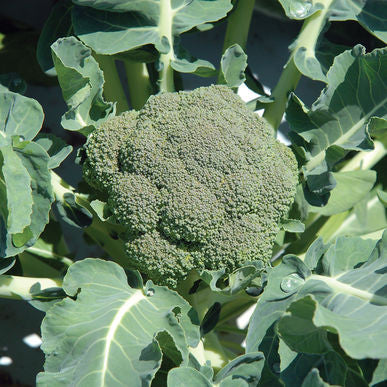 Belstar Broccoli Seeds (Brassica oleracea var. italica)