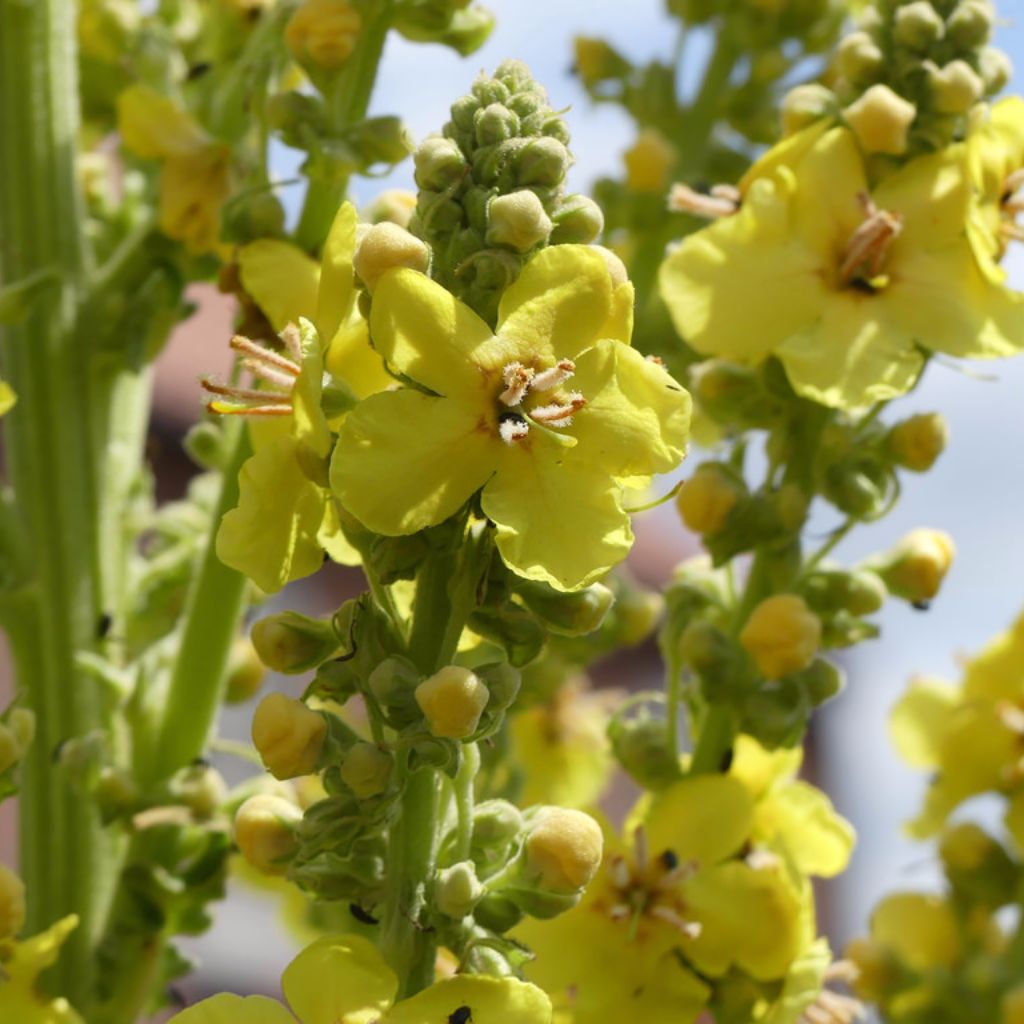 Greek Mullein Seeds (Verbascum olympicum) – Frozen Seed Capsules™