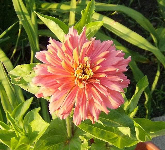 Burpee Rose Giant Cactus Zinnia Seeds