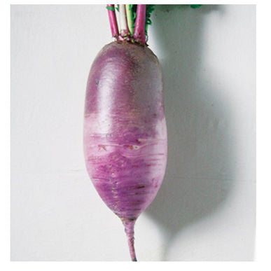 Bora King Radish Seeds (Raphanus sativus)