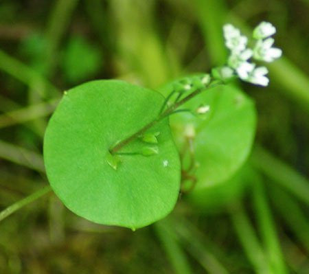 Miner's Lettuce Seeds (Claytonia perfoliata)