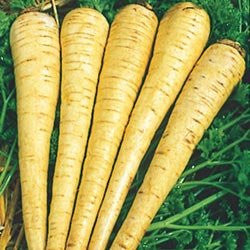 All American Parsnip Seeds