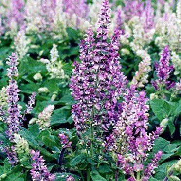 Clary Sage Seeds (Salvia sclarea)
