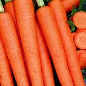 Tendersweet Carrot Seeds