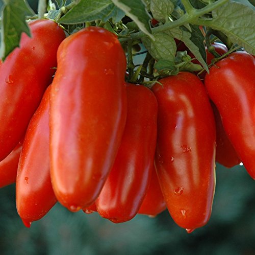 San Marzano Tomato Seeds