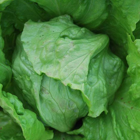 Great Lakes Head Lettuce Seeds