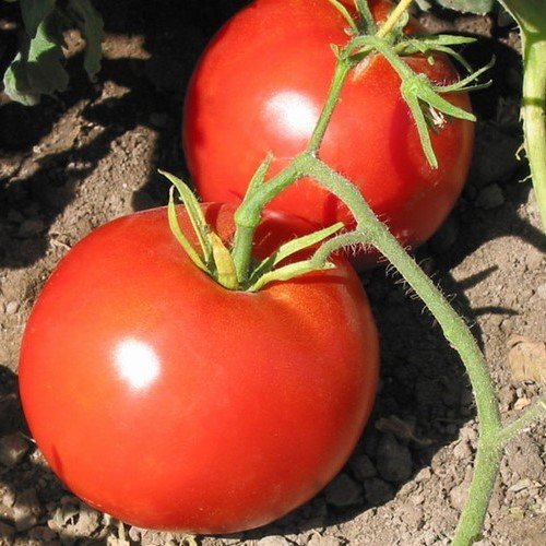 Boxcar Willie Tomato Seeds