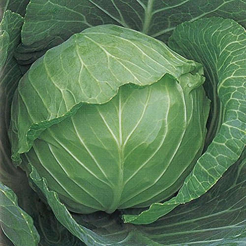 Copenhagen Market Cabbage Seeds
