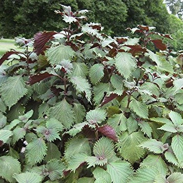 perilla plant seeds Perilla Purple Zi Su Shisho Seeds (Perilla frutescens)