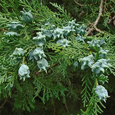 Oriental Arborvitae Tree (Thuja orientalis)