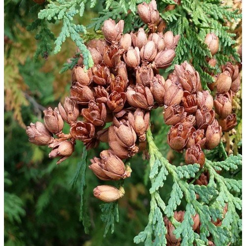 thuja plant seeds Northern White Cedar Tree Seeds (Thuja occidentalis)