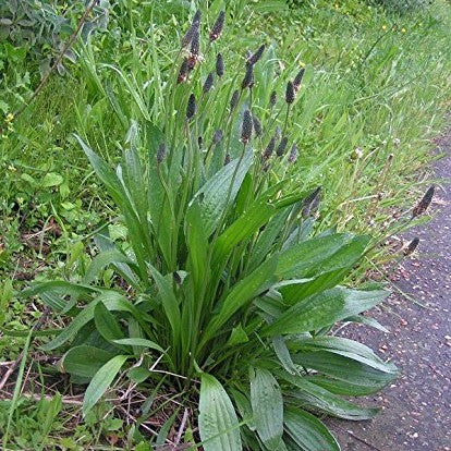Ribwort Plantain Seeds (Plantago lanceolata)