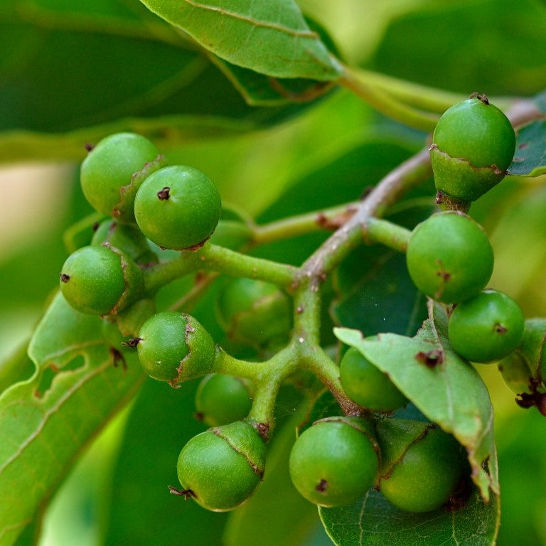 Bird Lime Tree Seeds (Cordia dichotoma)