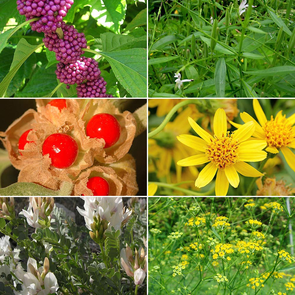 Medicinal Herb Garden Seed Collection #1 - 6 Pack Variety of Seeds for your Garden