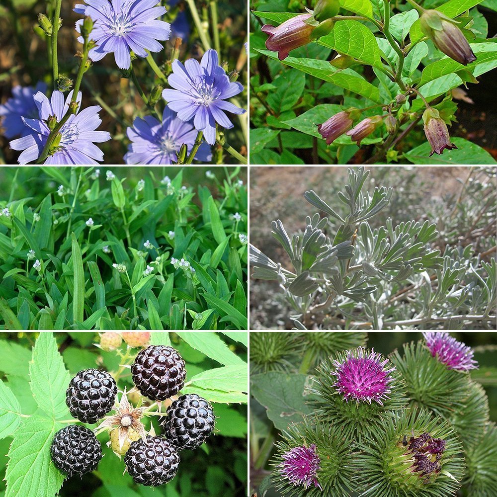 medicinal flower seeds Medicinal Herb Garden Seed Collection #2