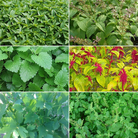 Medicinal Herb Garden Seed Collection #5 - 6 Pack Variety of Seeds for your Garden