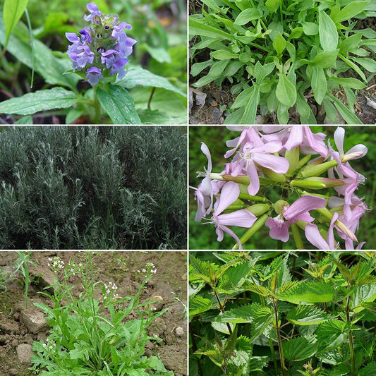 Medicinal Herb Garden Seed Collection #8 - 6 Pack Variety of Seeds for your Garden