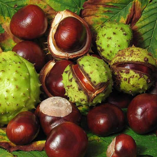 Horse Chestnut Tree Seeds (Aesculus hippocastanum) [PACKET ONLY]