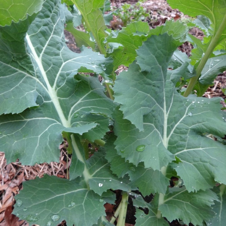White Russian Kale Seeds