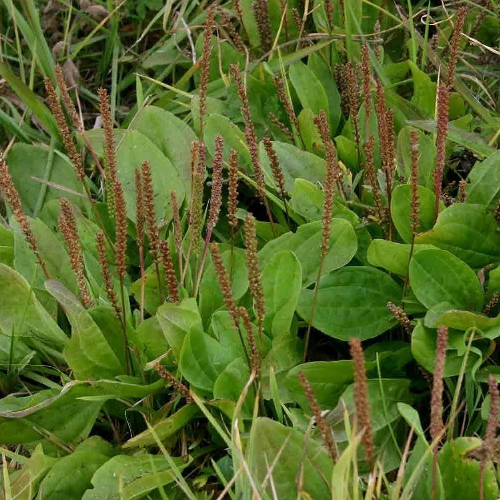 Greater Plantain Seeds (Plantago major)