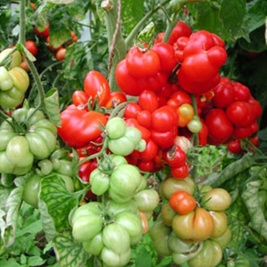 Krazy Ketchup Tomato Seeds