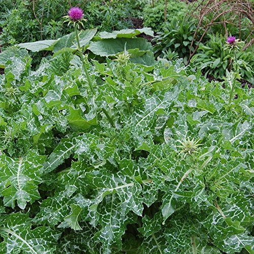 Milk Thistle Seeds (Silybum marianum)