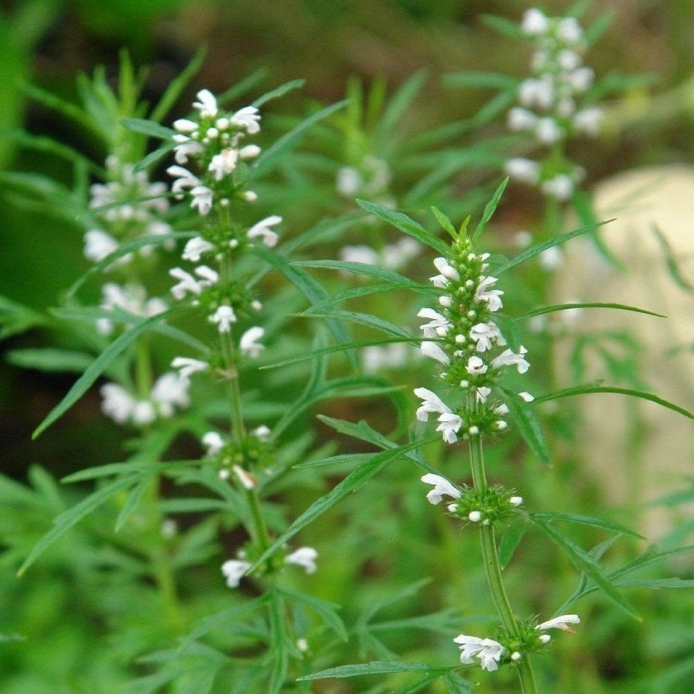 Chinese Motherwort Seeds (Leonuris artemisia)