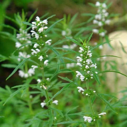 Chinese Motherwort Seeds (Leonuris artemisia)