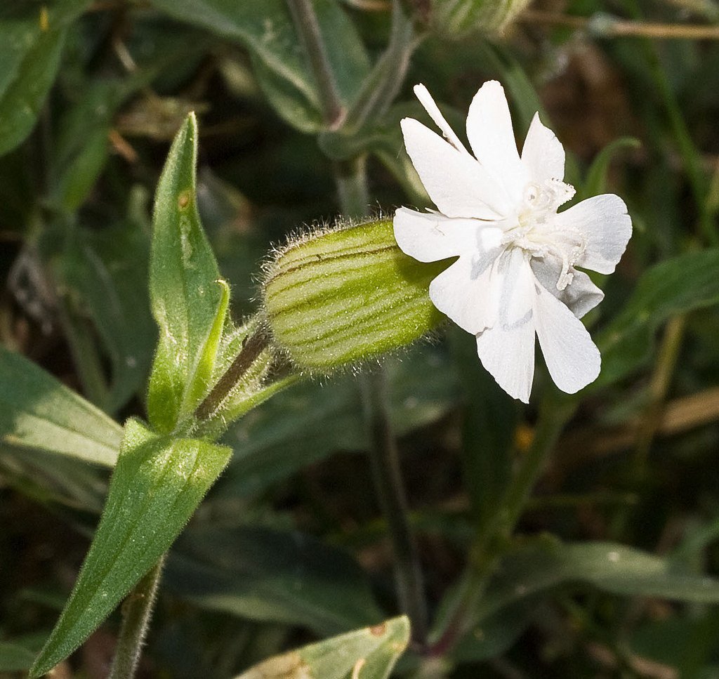 campion flower seeds White Campion Seeds (Silene latifolia) – Frozen Seed Capsules™