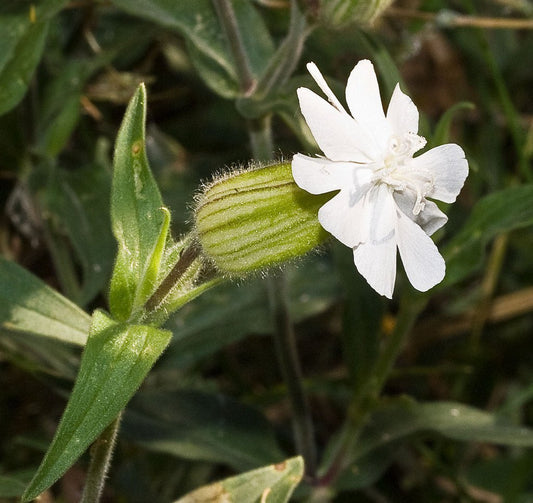 White Campion Seeds (Silene latifolia)