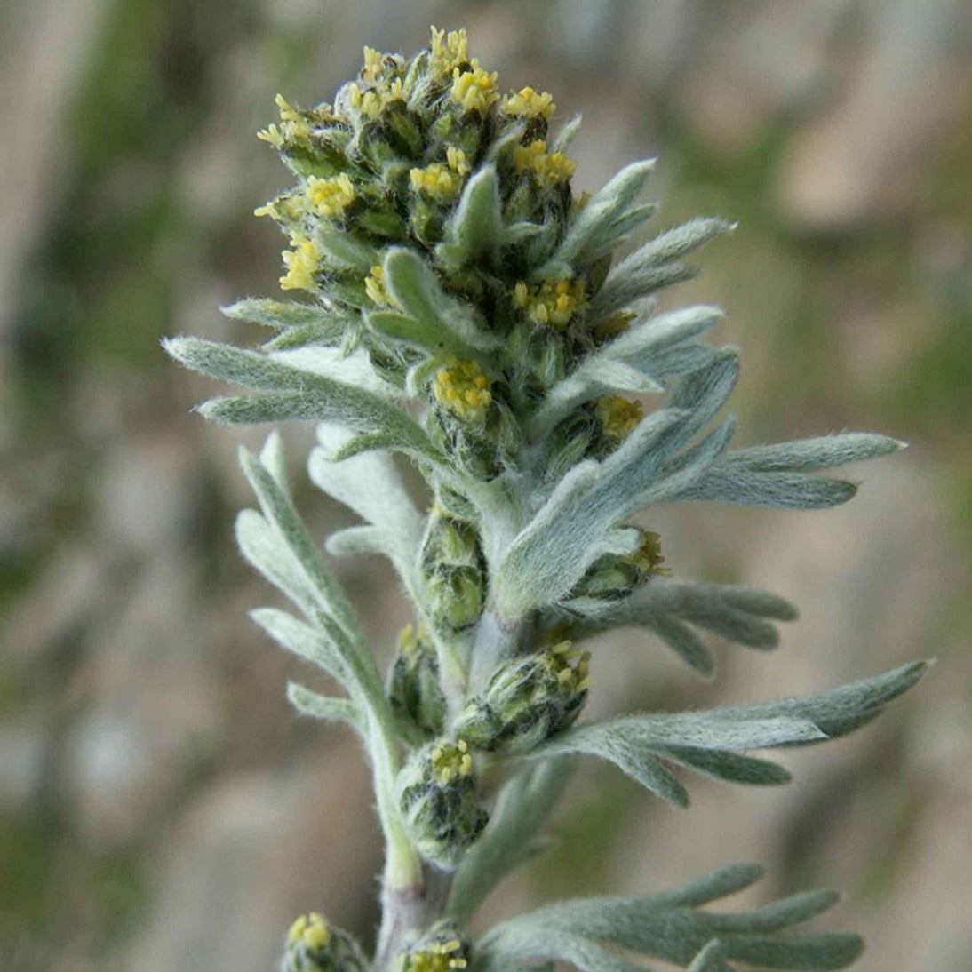 Black Wormwood Seeds (Artemisia genipi)