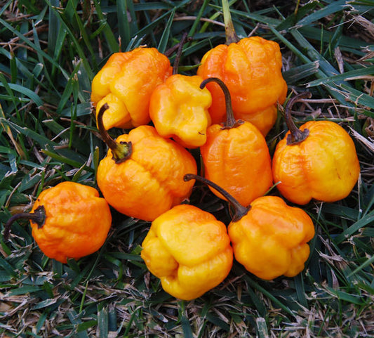 Brain Strain Yellow 7 Pot Pepper Seeds
