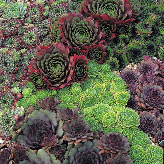 Hen-and-Chicks Seeds (Sempervivum tectorum)