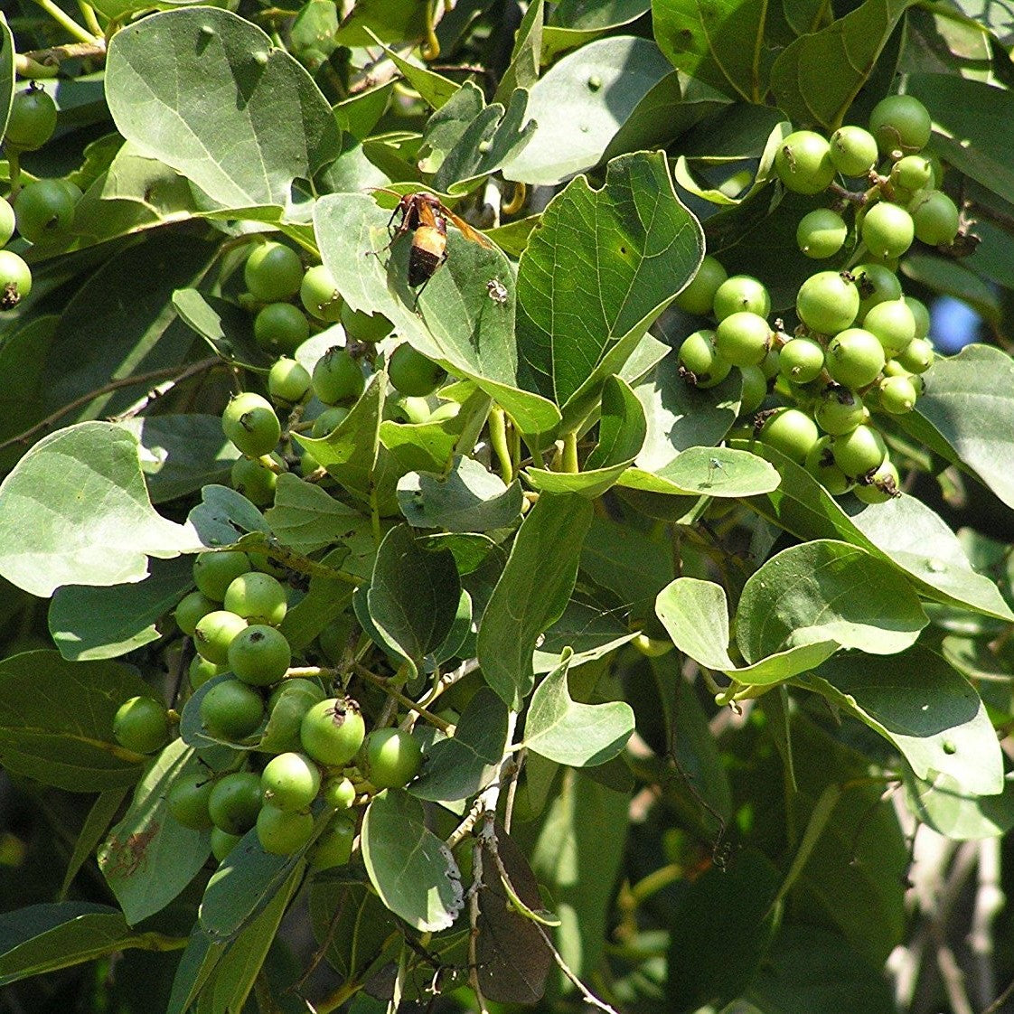 Bird Lime Tree Seeds (Cordia dichotoma)