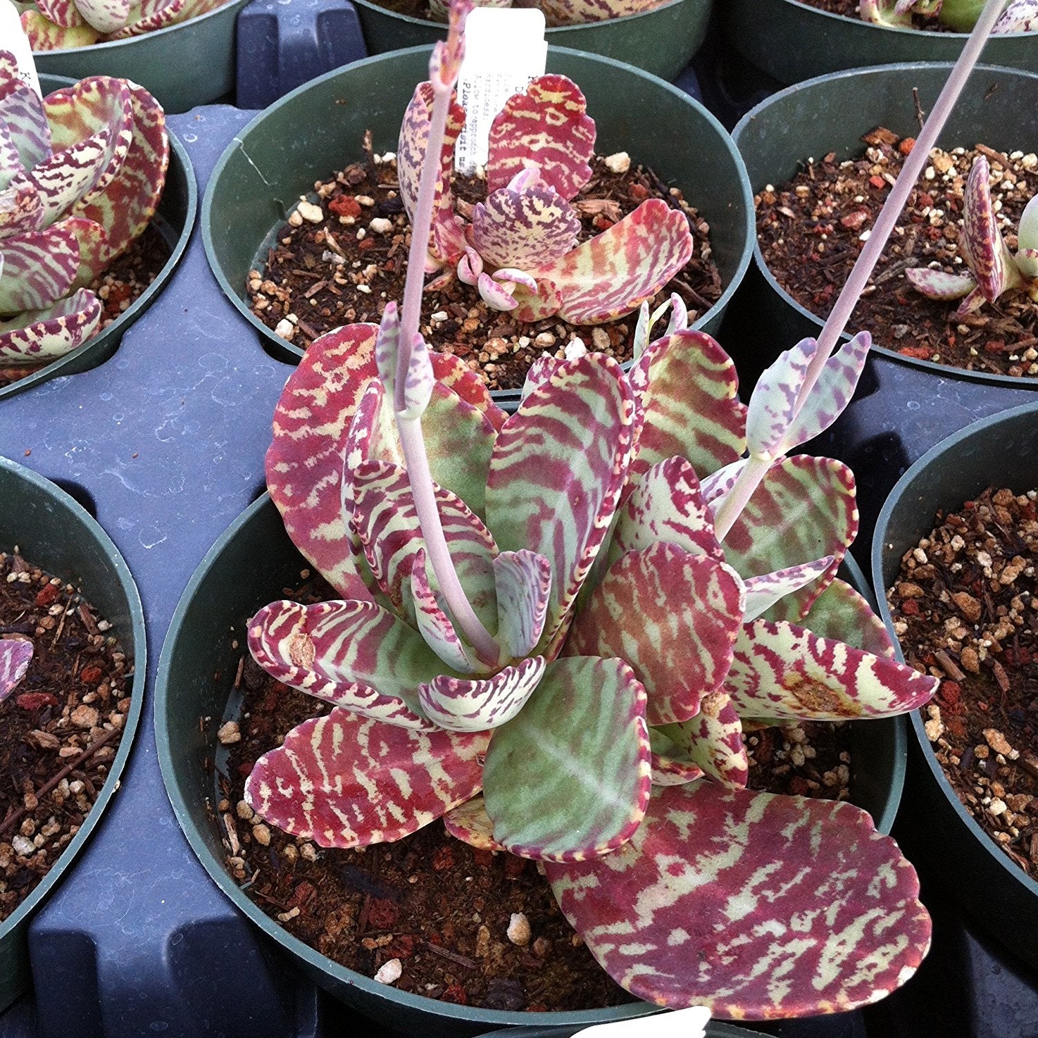 Desert Surprise Kalanchoe Seeds (Kalanchoe humilis) – Frozen Seed Capsules™