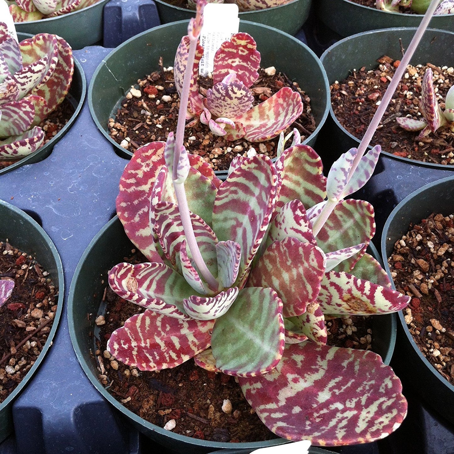 Desert Surprise Kalanchoe Seeds (Kalanchoe humilis)