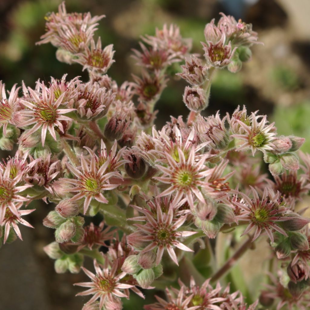 Hen-and-Chicks Seeds (Sempervivum tectorum)
