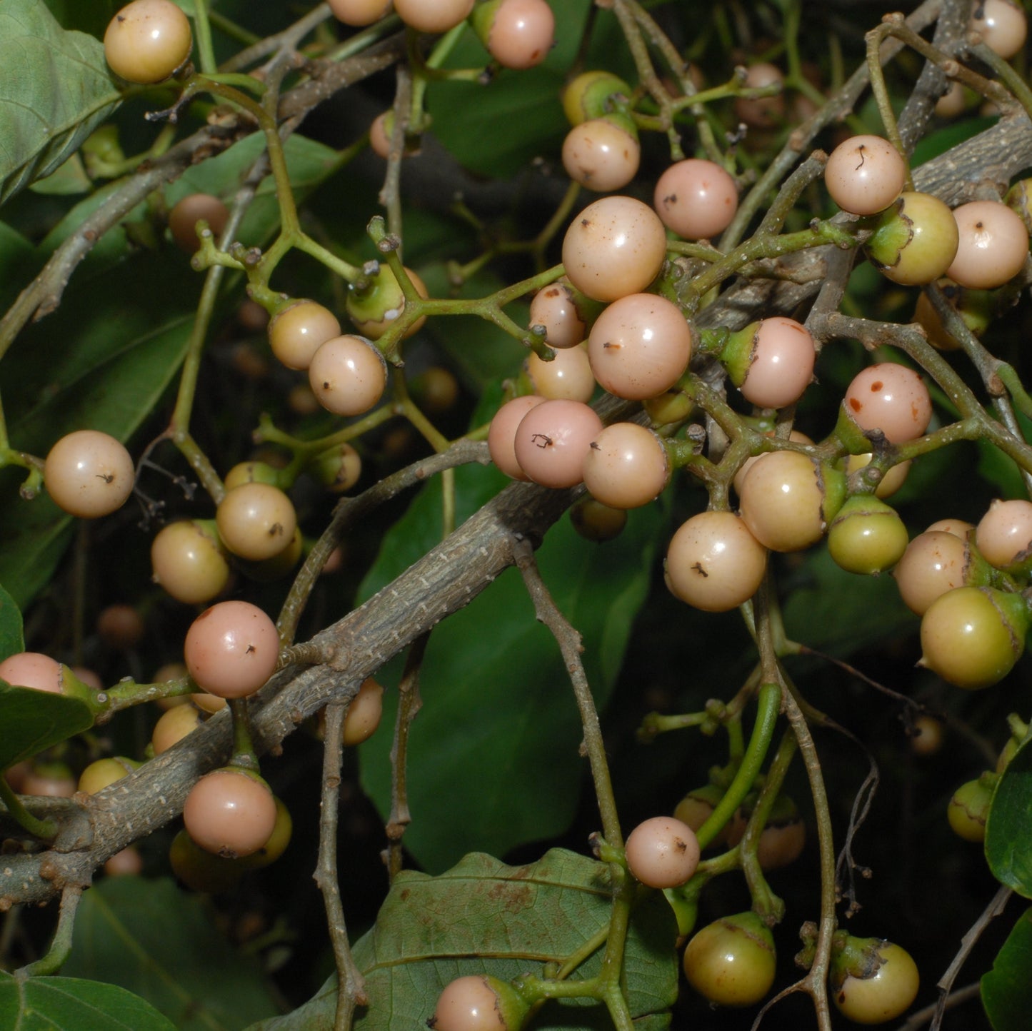 Bird Lime Tree Seeds (Cordia dichotoma)