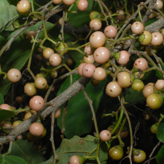 Bird Lime Tree Seeds (Cordia dichotoma)
