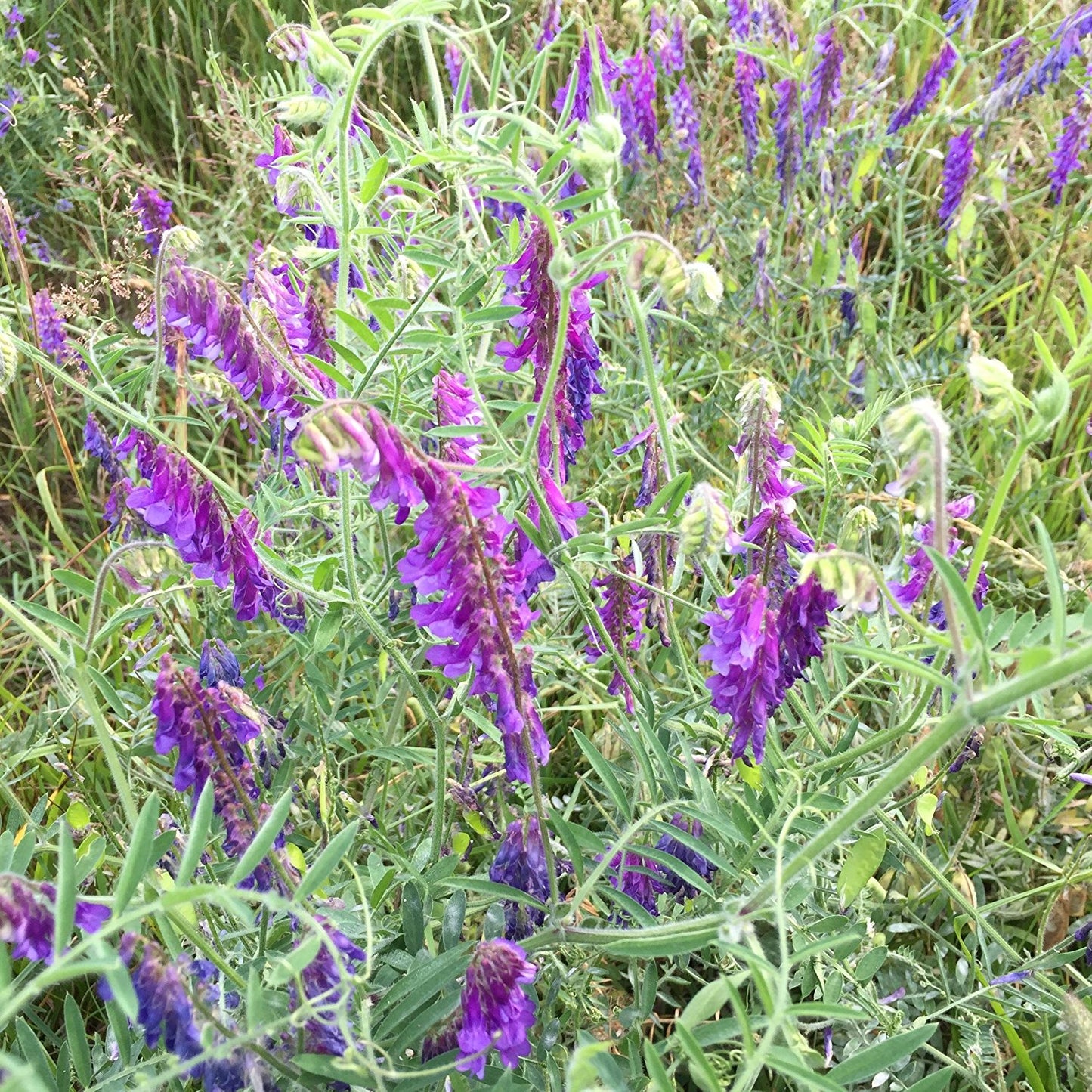 Purple Cow Vetch Seeds (Vicia cracca)