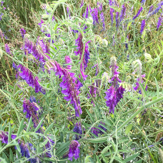 Purple Cow Vetch Seeds (Vicia cracca)