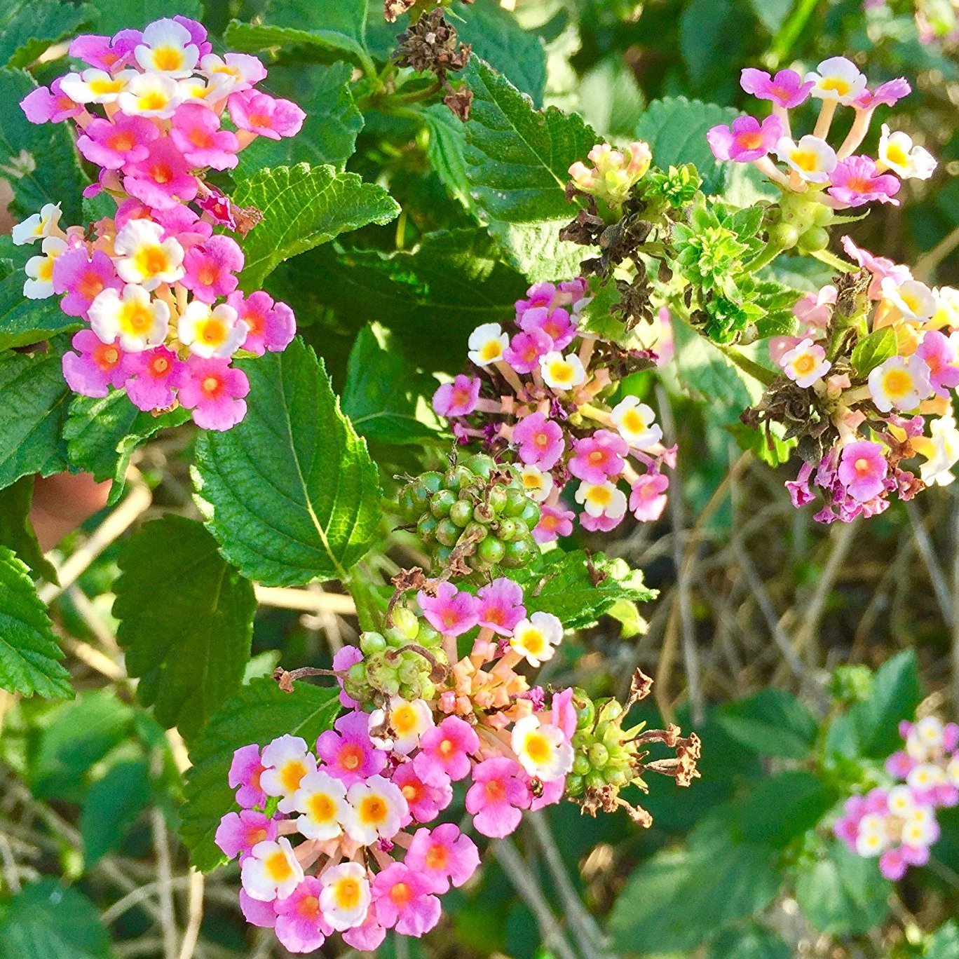lantana seeds on plant Shirley Annette' Lantana Seeds (Lantana camara) – Frozen Seed Capsules™