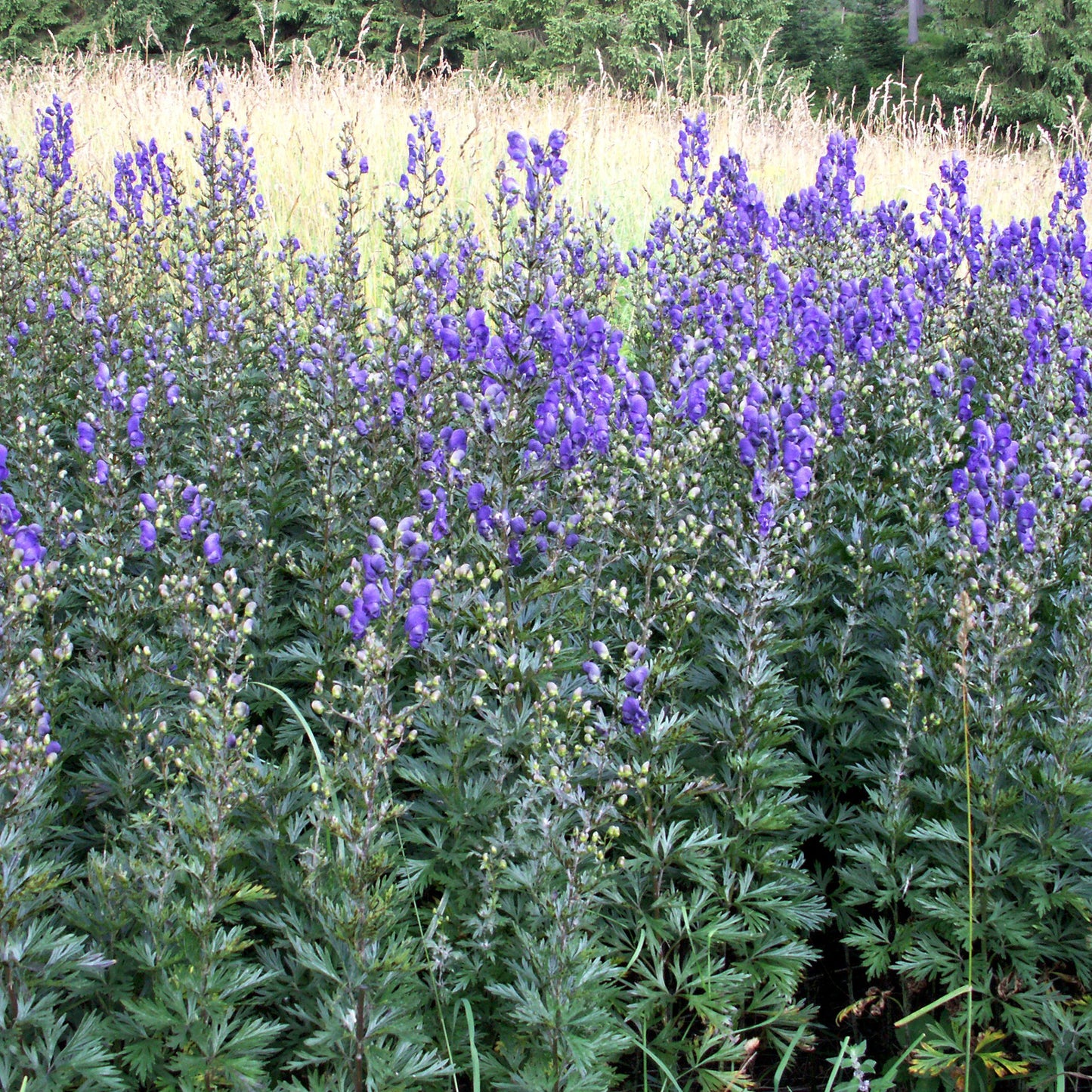 Monkshood Seeds (Aconitum napellus)