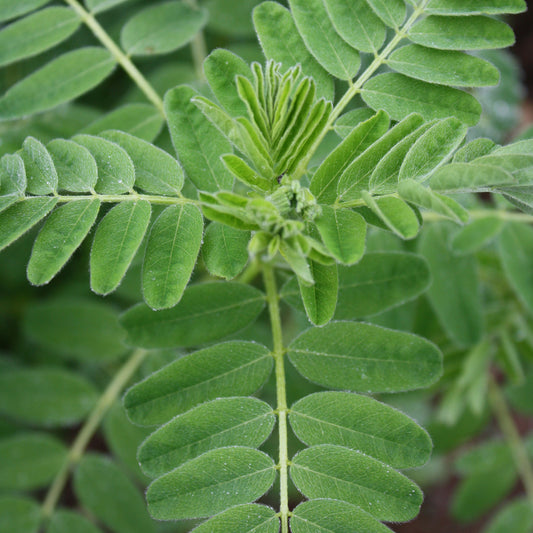 Astragalus Seeds (Astragalus membranaceus)